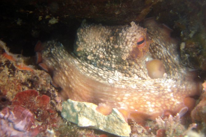 Diving day tour with 2 dives - Practical tips before your 9:30 a.m. start