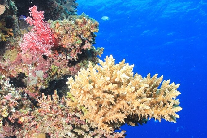 Diving for Beginner Two Dives Boat Trip with transfer in Hurghada - Marine life and coral, without needing experience
