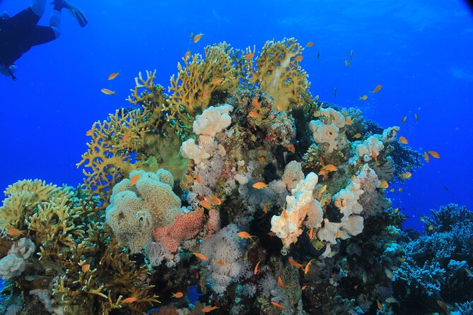 Diving for Beginner Two Dives Boat Trip with transfer in Hurghada - Asmaa and the team: getting extra value from local know-how