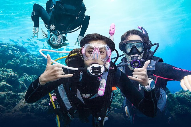 Diving for Certified Divers, 2 Tanks Sosúa Bay - The Elena boat and Captain Domingo’s calm rhythm