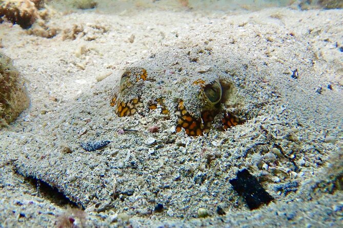 Diving for Certified Divers, 2 Tanks Sosúa Bay - Gear, reef tax, and the “why this is worth $125” math