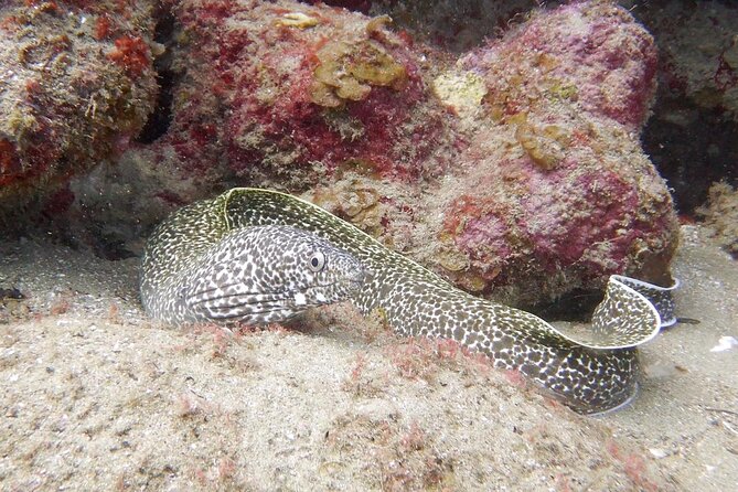 Diving for Certified Divers, 2 Tanks Sosúa Bay - Who should book this scuba trip (and who should skip it)