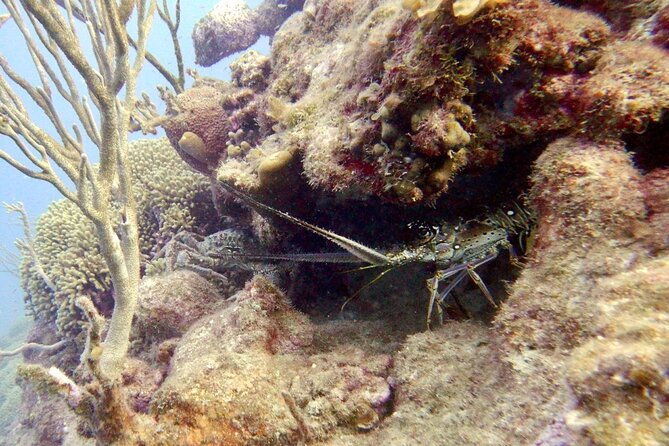 Diving for Certified Divers, 2 Tanks Sosúa Bay - Quick, practical things to know before you go