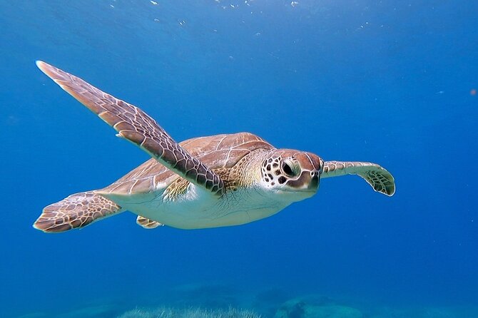 Diving for licensed divers - Key things to know before you go