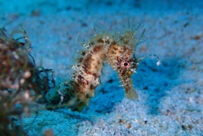 Diving for licensed divers - Price and value: what $132.45 really buys you