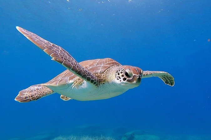 Diving for licensed divers - Transport and pickup: what’s included, what’s not, and how to avoid stress