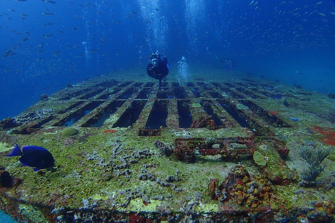 Diving in Cancun for Certified Divers | 2 Dives | All Inclusive - Session One on the Reefs: Marine Life, Calm Pacing, Better Sightings