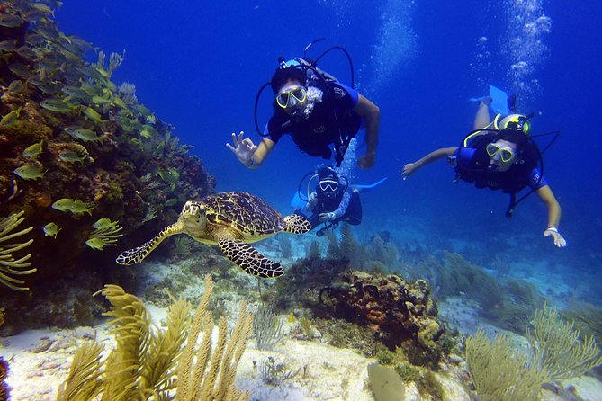 Diving in Cancun for Certified Divers | 2 Dives | All Inclusive - MUSA Underwater Art Museum: Why It’s Worth the Special Attention