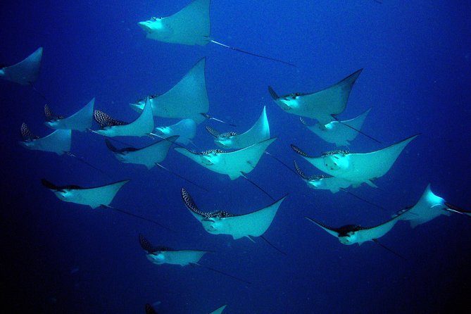 Diving in Cancun for Certified Divers | 2 Dives | All Inclusive - How the Private Guide Changes the Whole Day