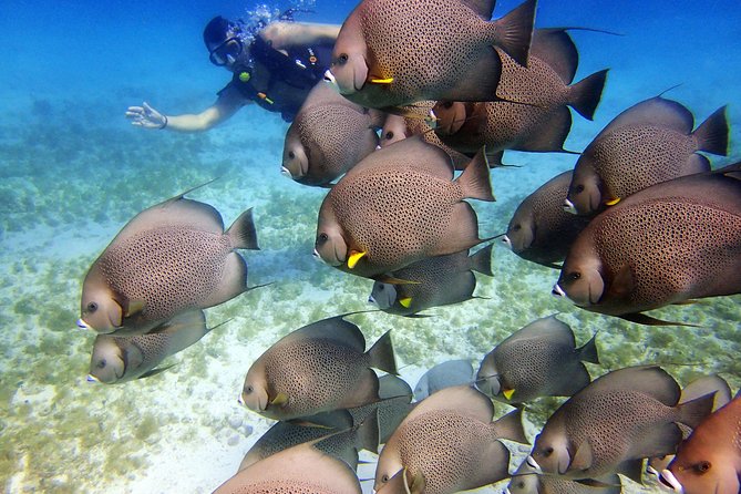 Diving in Cancun for Certified Divers | 2 Dives | All Inclusive - Price and Value: Is $161.24 a Good Deal?