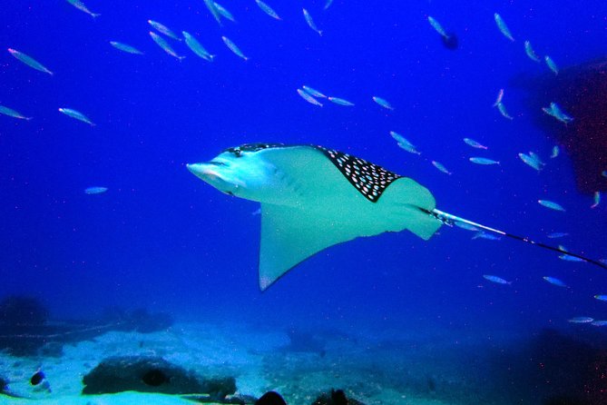 Diving in Cancun for Certified Divers | 2 Dives | All Inclusive - The Boat Ride Setup: Fast, Big, and Built for Comfort