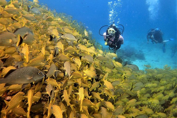 Diving in Cancun Underwater Museum of Art - Should You Book This MUSA Underwater Art Scuba Tour?