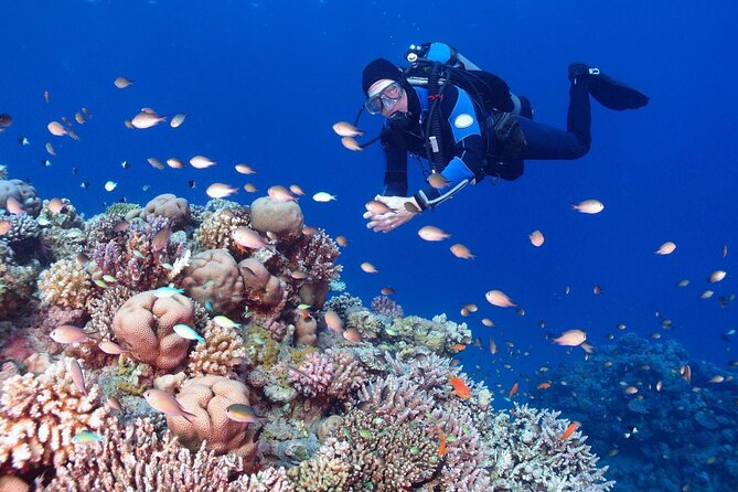 Diving in Hurghada for Beginners With Lunch and Transfer - Two short underwater sessions: learning without feeling rushed