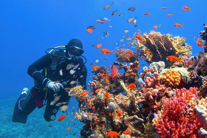 Diving in Hurghada for Beginners With Lunch and Transfer - Boat trip setup: lunch, soft drinks, and staying comfortable