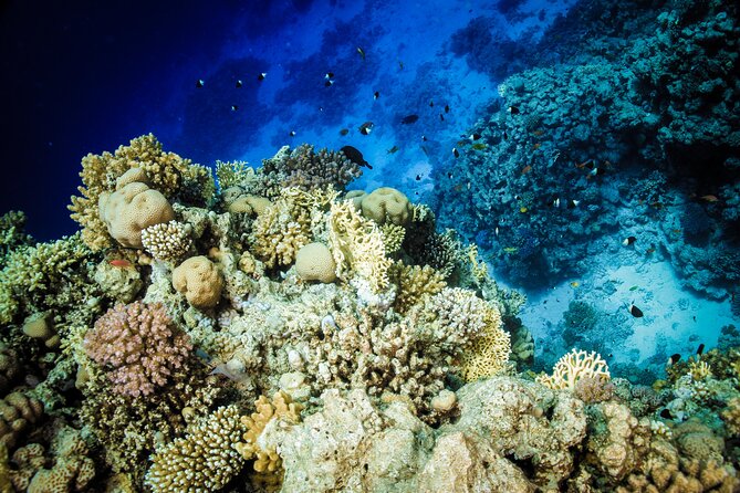 Diving in Hurghada for Beginners With Lunch and Transfer - The fees: national park charge and transfer add-ons
