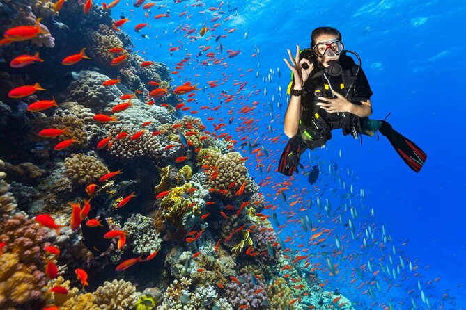 Diving in Hurghada for Beginners With Lunch and Transfer - What to look for underwater (and how to enjoy it)