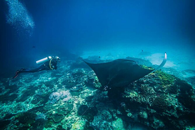Diving in Nusa Penida - Why Nusa Penida is a special choice for your first scuba session
