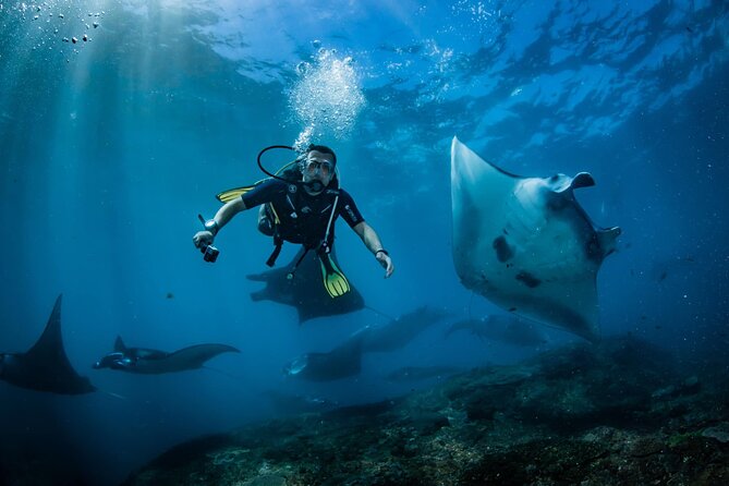 Diving in Nusa Penida - Two underwater locations in one morning: manta rays plus a fish-and-turtle bay
