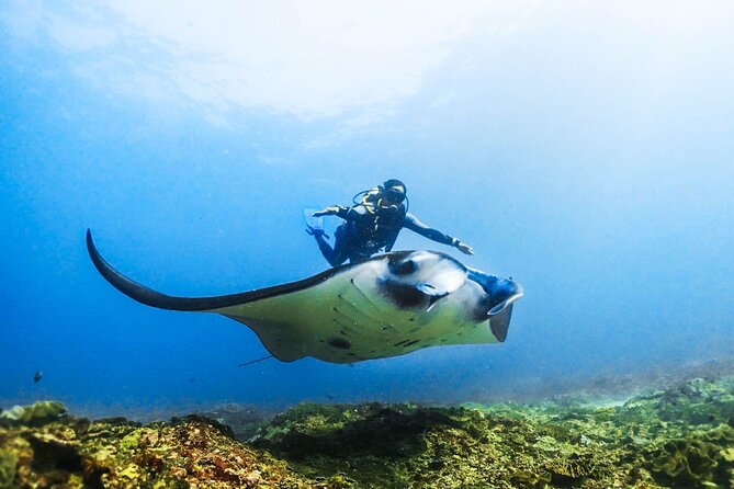 Diving in Nusa Penida - Discover scuba for beginners: pool practice that actually prepares you