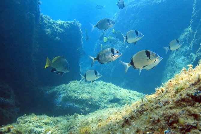 Diving in the Calanque Saint-Barthélemy - Safety and gear: the details that make or break a first scuba baptism