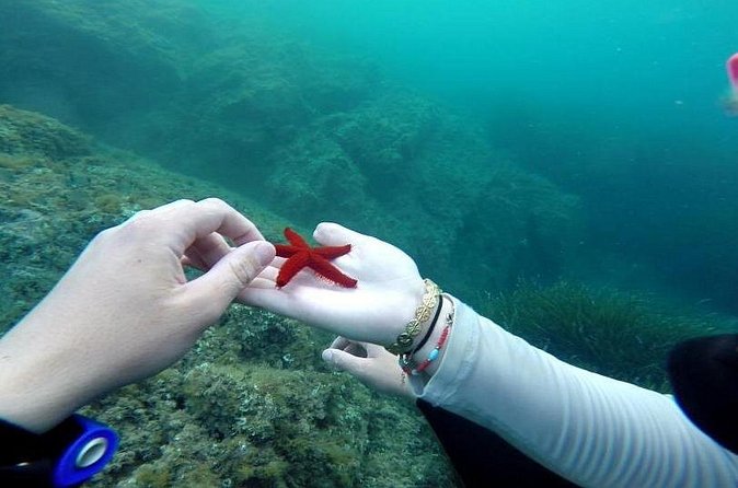 Diving in the Calanque Saint-Barthélemy - What you’ll see in the Calanques: fish, seagrass, and time-worn rock