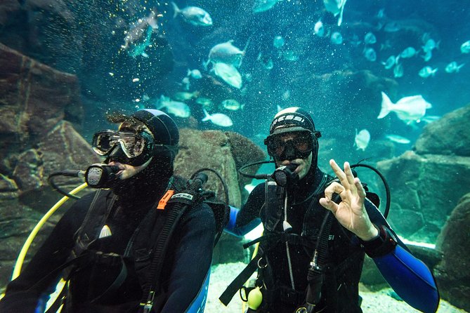 Diving in the Madeira Aquarium - What You’ll See: Sharks, Rays, Morays, and Local Species Up Close