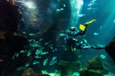 Diving in the Madeira Aquarium - First Steps in Cachalote Natural Pools: The Baptism-Style Start