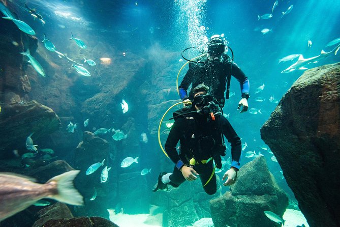 Diving in the Madeira Aquarium - Price and Value: Is $163.33 Good for What You Get?