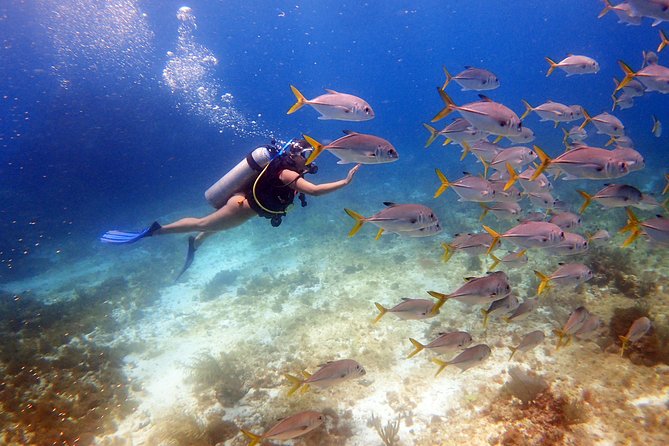 Diving in the Mexican Caribbean for Beginners | 2 Tanks 2 Dives | All Inclusive - The morning flow: Pescador meeting point to marina and boat time