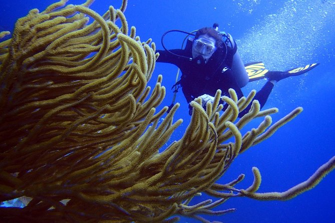 Diving in the Mexican Caribbean for Beginners | 2 Tanks 2 Dives | All Inclusive - Second site: a natural reef for tropical life