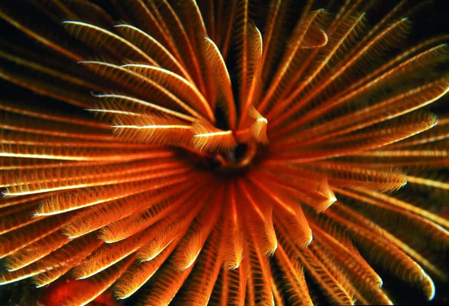 Diving in the North with Blue World Adventures - North Mauritius in 2 hours: what the experience really feels like