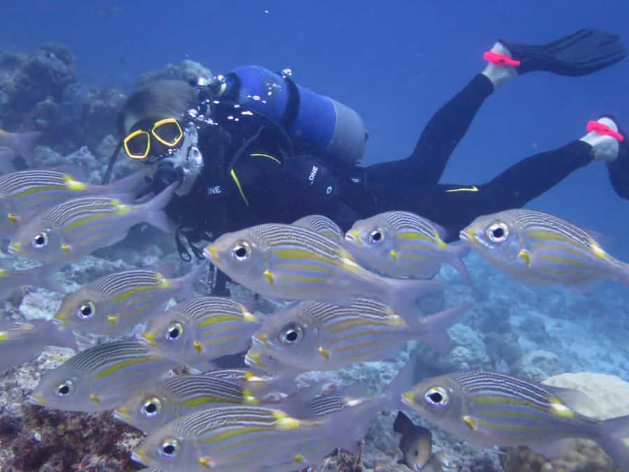 Diving in the North with Blue World Adventures - Where to meet and how to plan your day around it