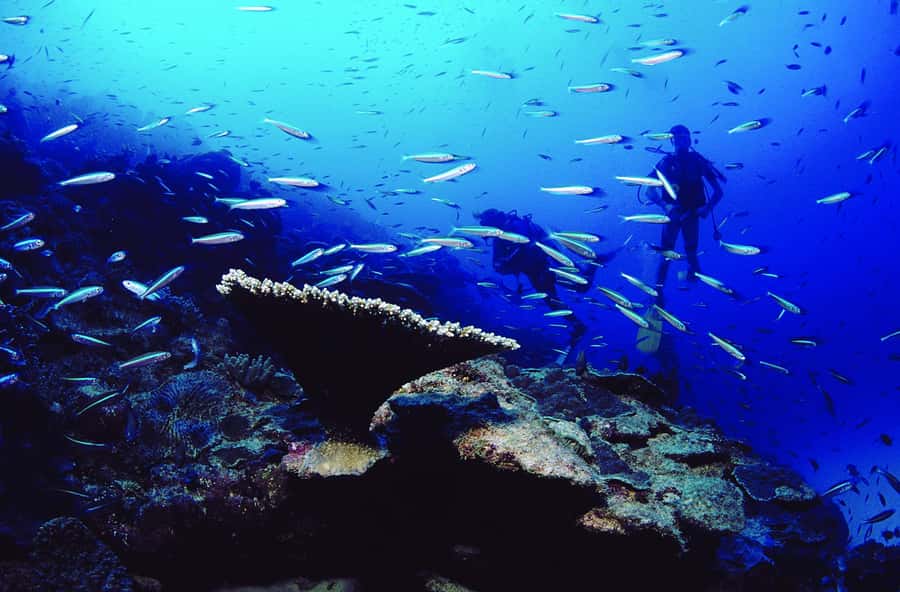Diving in the North with Blue World Adventures - Instructors who get it right: what the best feedback reveals