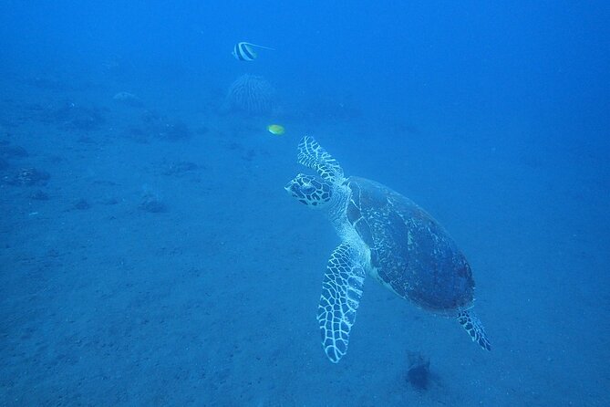 Diving in Tulamben - Price and value: what $87 really buys you