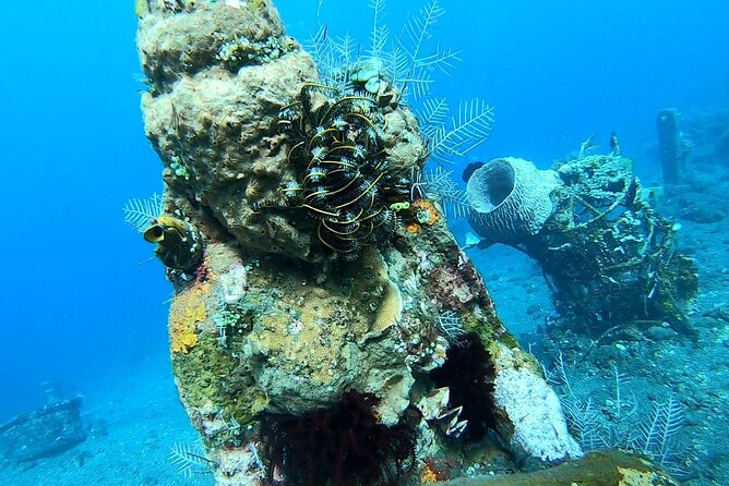 Diving in Tulamben - Morning shore session in Tulamben: the USAT Liberty Wreck moment