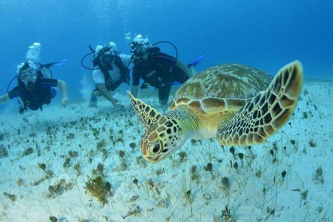 Diving + Muse - Price and value: does $154 make sense in Cancun?