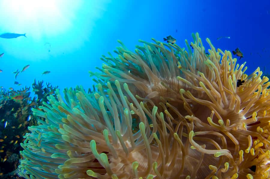 Diving Santa Marta & Tayrona for Certified Divers (2 tanks) - Santa Marta to Parque Tayrona: what you’re really buying