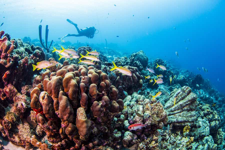 Diving Santa Marta & Tayrona for Certified Divers (2 tanks) - Instructor, language, and small-group benefits in the water