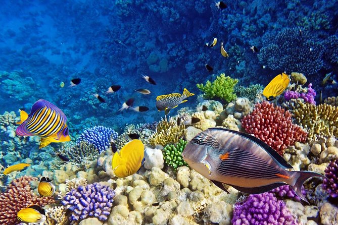 Diving & Snorkeling Boat trip to Tiran Island Sharm El Sheikh - From Sharm el-Sheikh to the Jetty: Early Pickup, Smooth Start