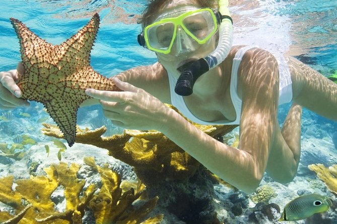 Diving & Snorkeling Boat trip to Tiran Island Sharm El Sheikh - Coral Gardens and Red Sea Fish: What You’ll Actually See
