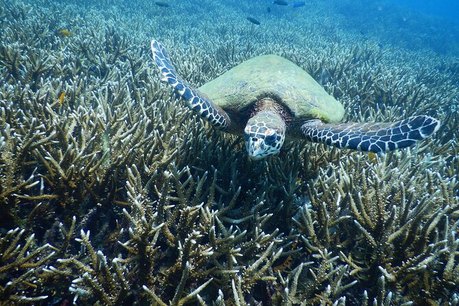 Diving Tour for Certified Divers: Sail Rock or Koh Tao - Key Highlights Worth Noting