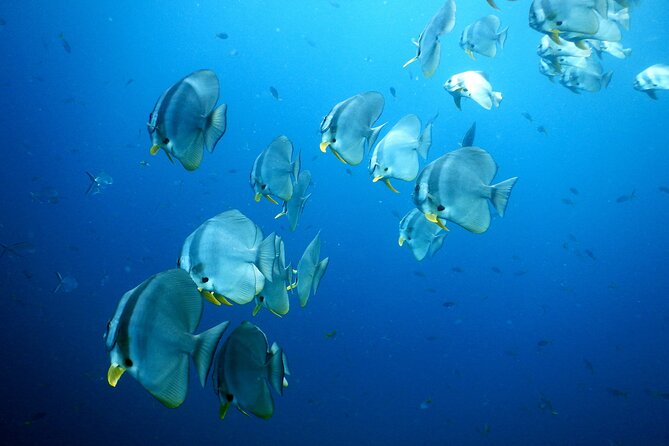 Diving Tour for Certified Divers: Sail Rock or Koh Tao - Choosing Koh Tao vs Sail Rock: What Changes for You