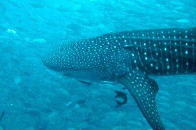 Diving Tour for Certified Divers: Sail Rock or Koh Tao - Pickup, Equipment, and the Logistics You Don’t Want to Think About
