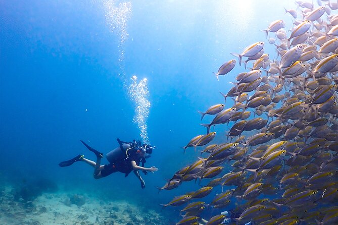 Diving Tour for Certified Divers: Sail Rock or Koh Tao - Lunch and Comfort: Included Food That Saves Real Money