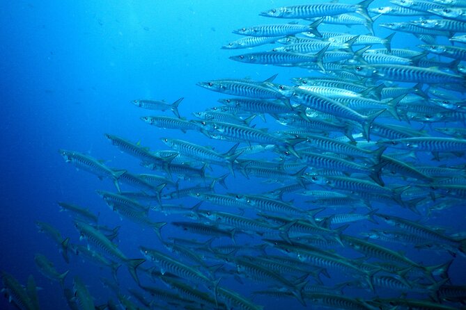 Diving Tour for Certified Divers: Sail Rock or Koh Tao - Price Check: Is $166.24 Good Value?