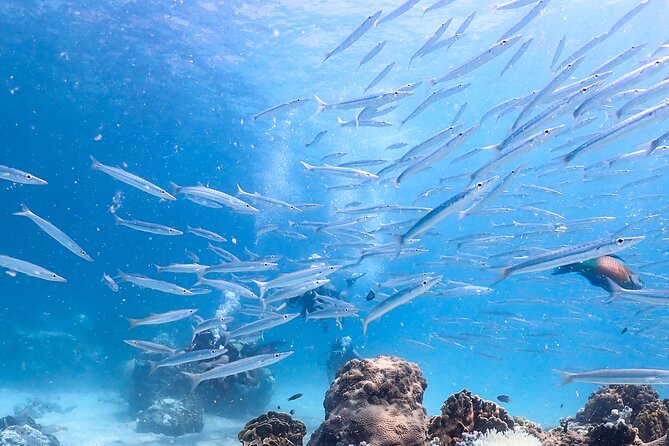 Diving Tour for Certified Divers: Sail Rock or Koh Tao - Who This Tour Fits Best (and Who Might Prefer Something Else)