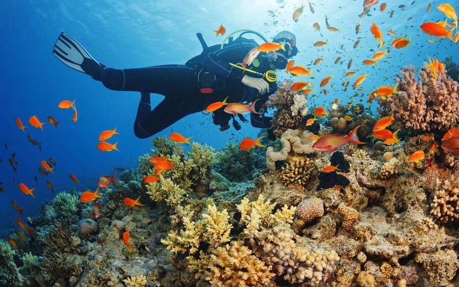 Diving Tour from Alanya & Side with Lunch - 2 Dives Included - Key Highlights You’ll Care About