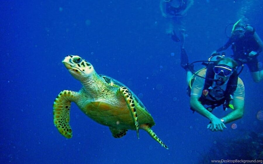 Diving Tour from Alanya & Side with Lunch - 2 Dives Included - What You’ll See Underwater: Marine Life, Artifacts, and Sunken Wreck Areas