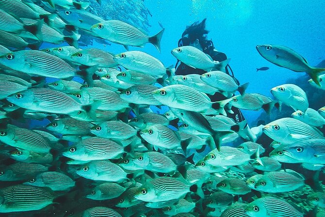 Diving tour in Isla del Caño for certified divers - Price and Value: What $186 Actually Covers