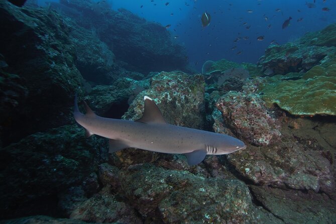 Diving tour in Isla del Caño for certified divers - Group Size and Personalized Guidance (Why Max 6 Matters)